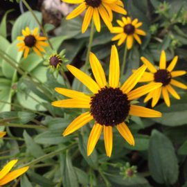 Rudbeckia Fulgida Var Sullivantii