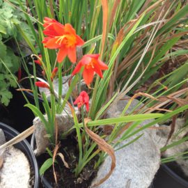 Schizostylis Coccinea