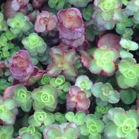 Sedum Spurium Voodoo