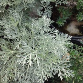 Artemisia Absinthium