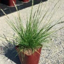 Sesleria Nitida