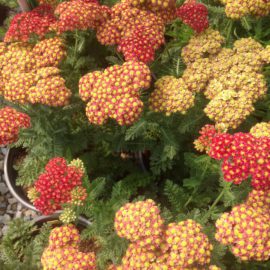 Achillea Mille. Colorado/Desert Eve/Summer