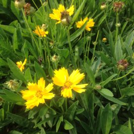 Coreopsis Grand. Early Sunrise