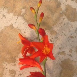 Crocosmia Fire King