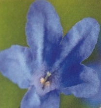 Lithodora Diffusa Heavenly Blue