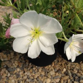 Oenothera Blanche