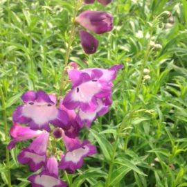 Penstemon Gloire des 4 Rues