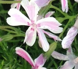 Phlox Subulata Candi Stripes