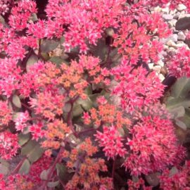 Sedum Merida