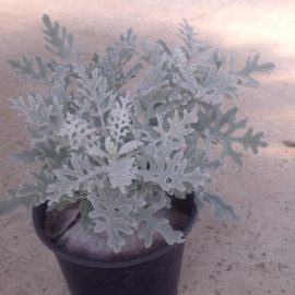 Senecio Bicolor Silverdust