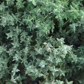 Thymus Serpyllum Rose Purple