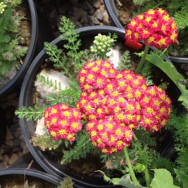 Achillea Millefolium