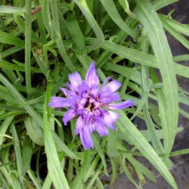 Catananche Caerulea