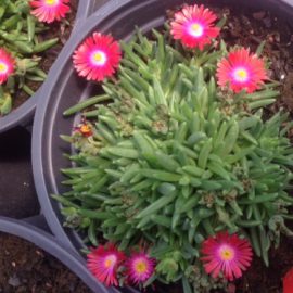 Delosperma Hybrid Jewel