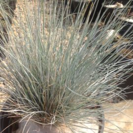 Festuca Glauca