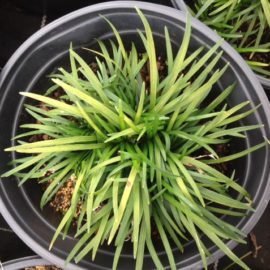 Ophiopogon Minor