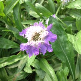 Scabiosa