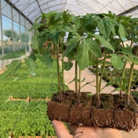 Commande et Livraison de vos plants potagers Commande et Livraison de vos plants potagers
