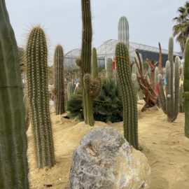 Les cactées dans le désert