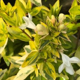 Abelia Grandiflora Kalidoscope