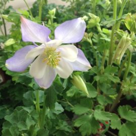 AQUILEGIA Vulgaris – Ancolie bleu